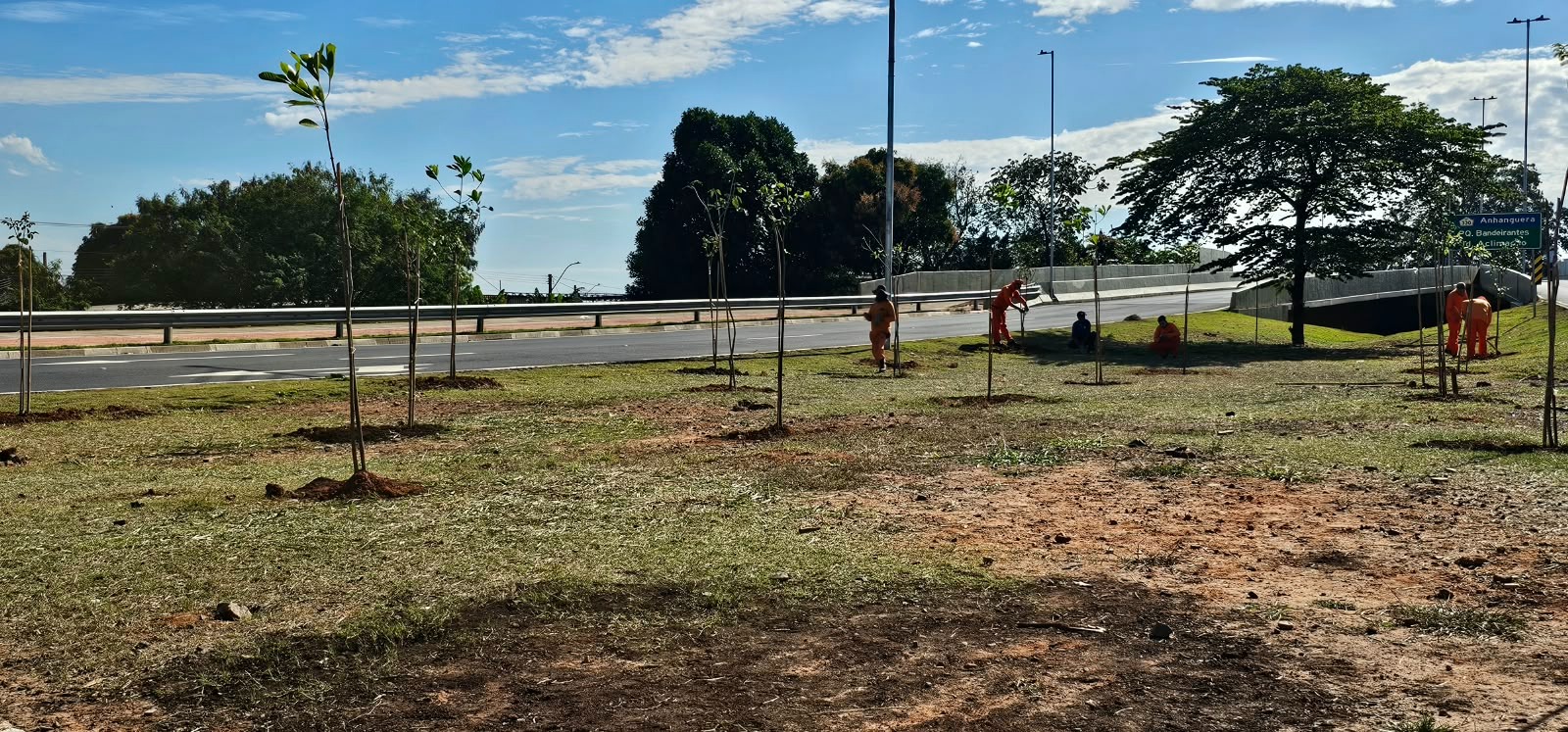 Avenida Cristóvão Colombo, no Jd. Nova Europa, ganha mudas de árvores nativas